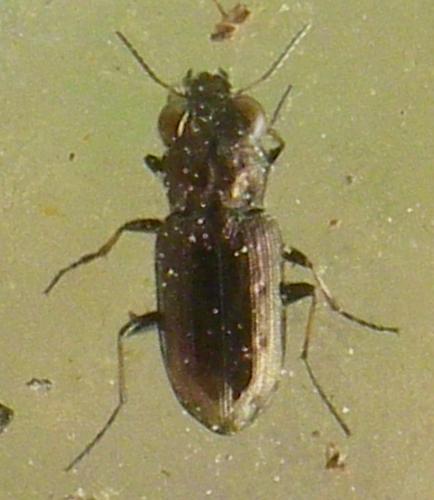 Notiophilus quadripunctatus